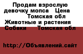 Продам взрослую девочку мопса › Цена ­ 5 000 - Томская обл. Животные и растения » Собаки   . Томская обл.